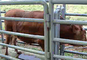 <그림 8> 보정된 소의 모습