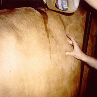 <그림 11> 기름 바르기