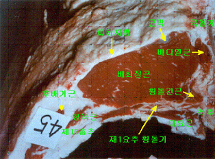 <그림 13> 도체 등심 부위의 구조