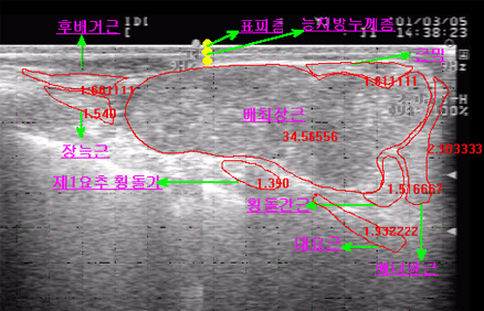 <그림 14> 초음파 화상의 등심 부위의 구조
