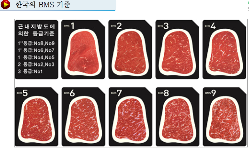 <그림 19> 근내지방도별 초음파 화상 기준